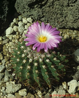 Notocactus cv. herterii   